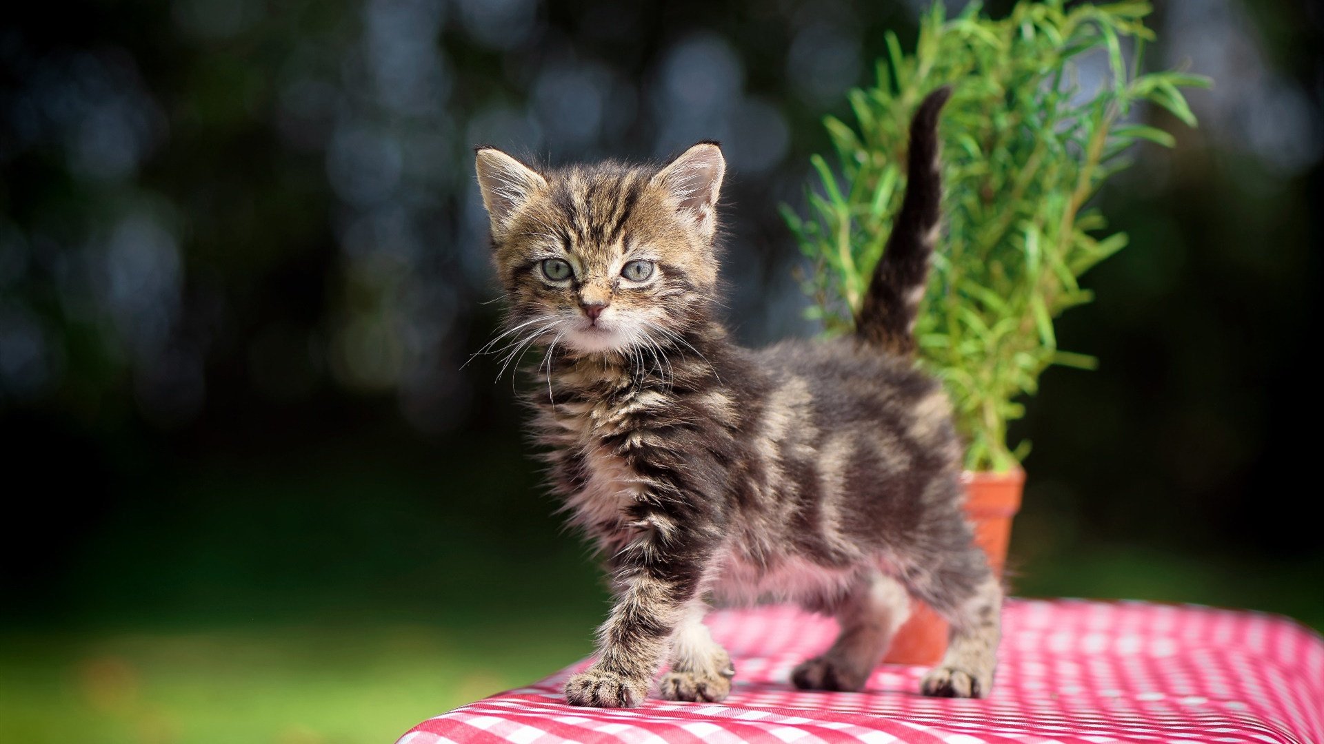 米兰捕鱼-三笘薰一锤定音，巴萨式传控终结比利时黄金一代